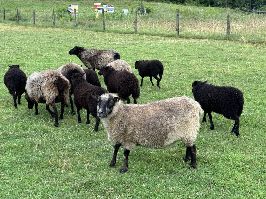 Shear Delight